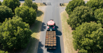 Delivery of macadamia nuts to the processing factory