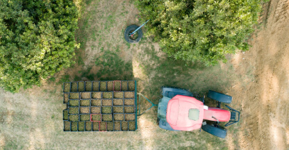 Macadamia harvesting in the orchard
