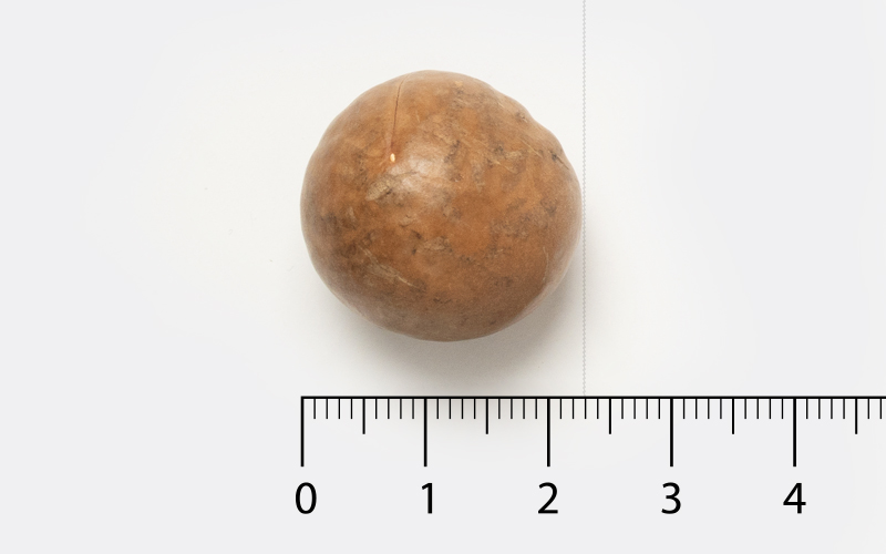 Large NIS