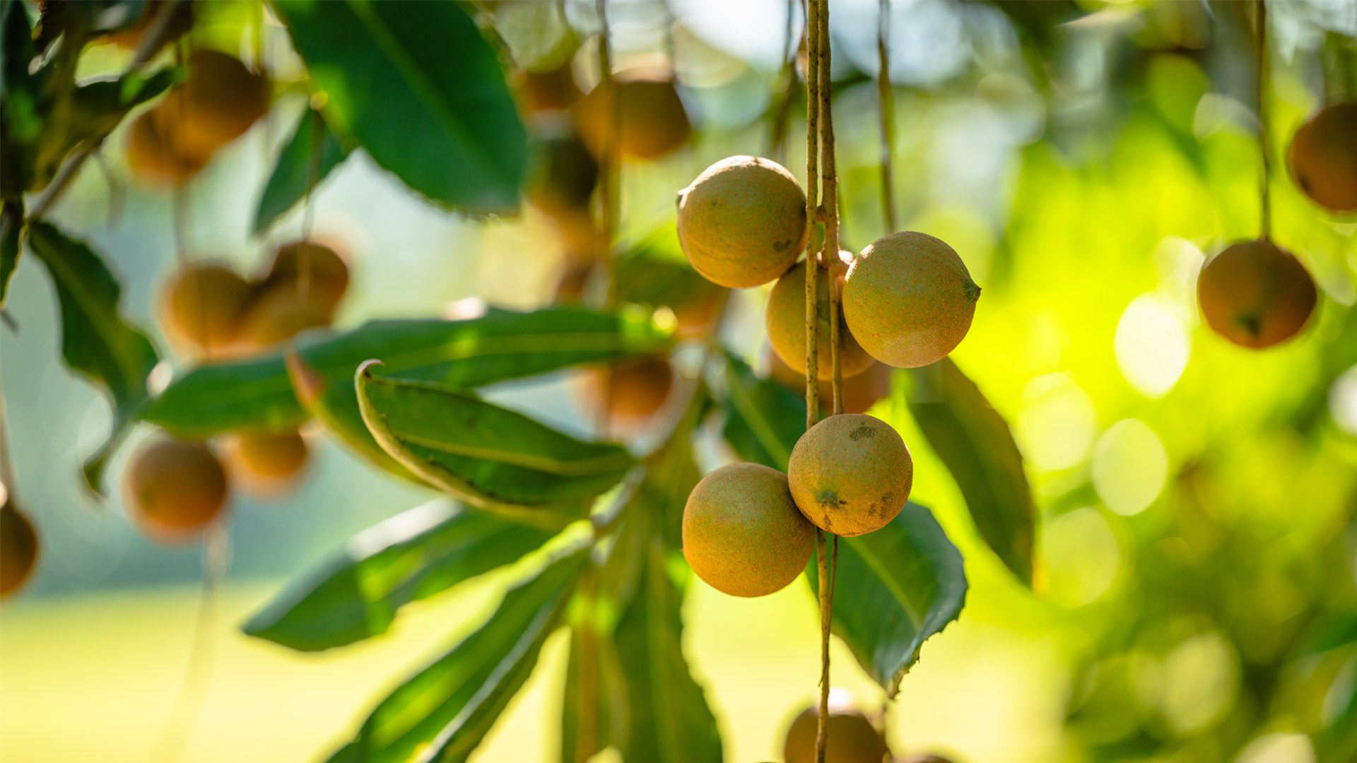 Golden Macadamias on Trees