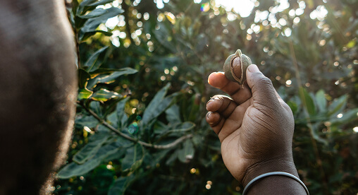 Macadamia crop assessment before harvest