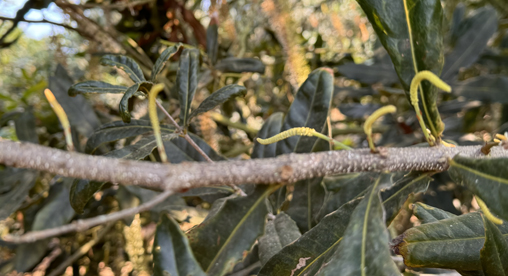 Macadamia orchard during reproductive transition