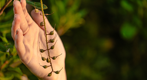 Macadamia tree during early nut development
