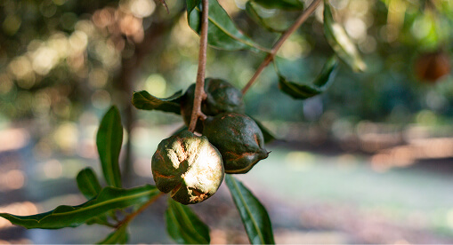 Macadamia kernel development on tree