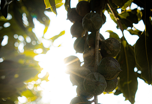 Macadamia kernel filling stage on tree