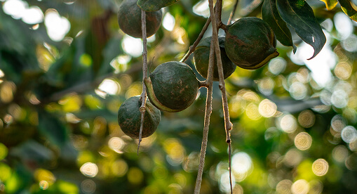 Macadamia tree in maturity phase
