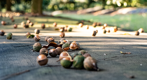 Macadamia nut drop and tree dormancy
