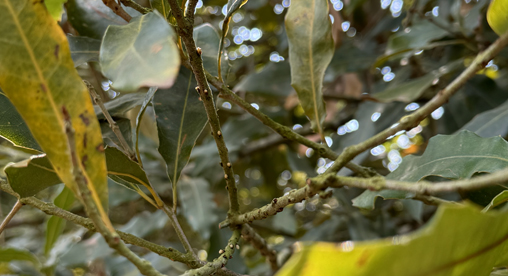 Macadamia tree in pre-productive flowering stage